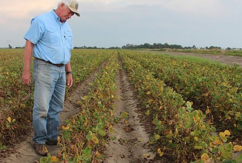 dicamba_drift_damage