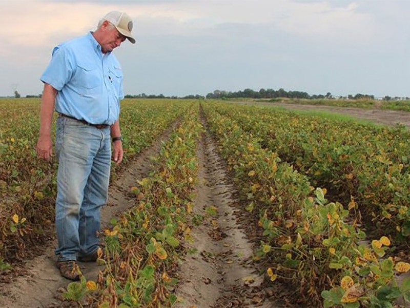 Dicamba products’ wild summer ride