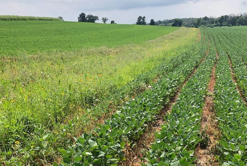 Prairie-strip-soybeans