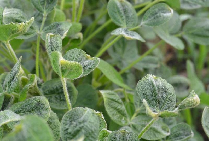 DICAMBA_3_800X600