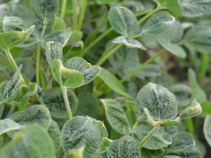 Minnesota investigates rise in dicamba damage complaints