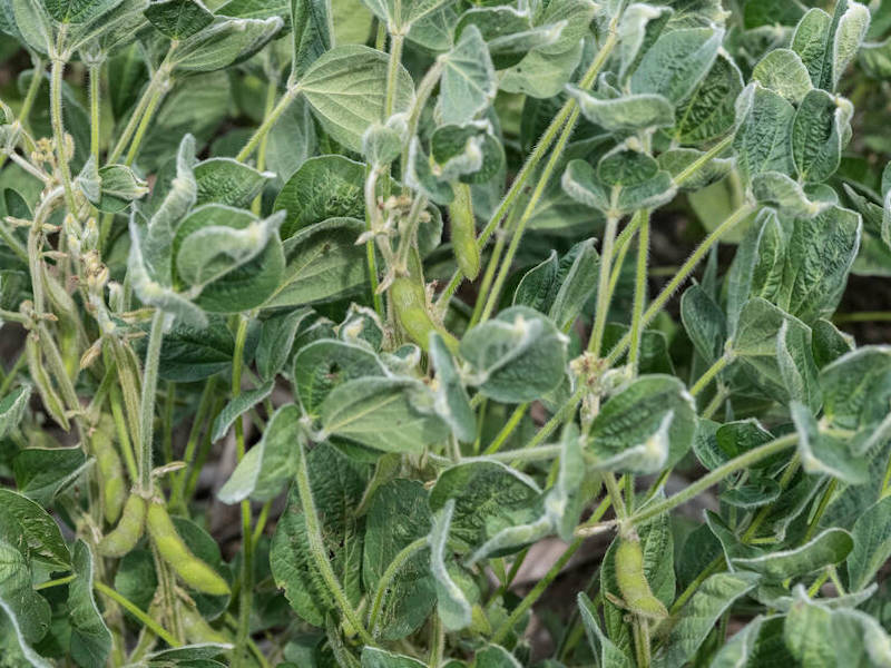 Will Bayer Get the Drift on Dicamba?