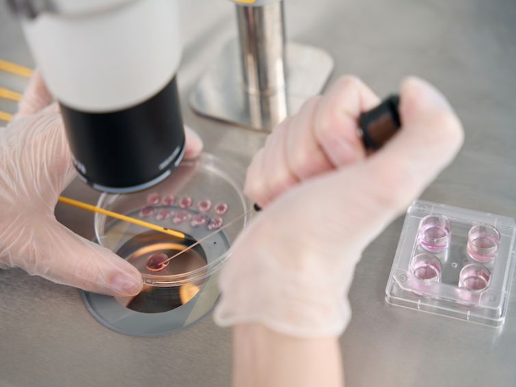 Embryologist places the embryos in a special straw for vitrification