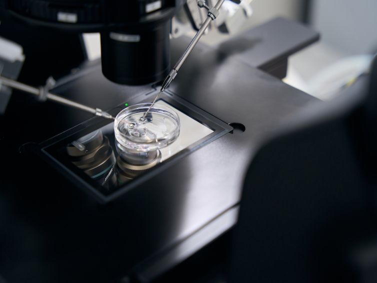 Modern biotechnology of fertilization using a micromanipulator in laboratory